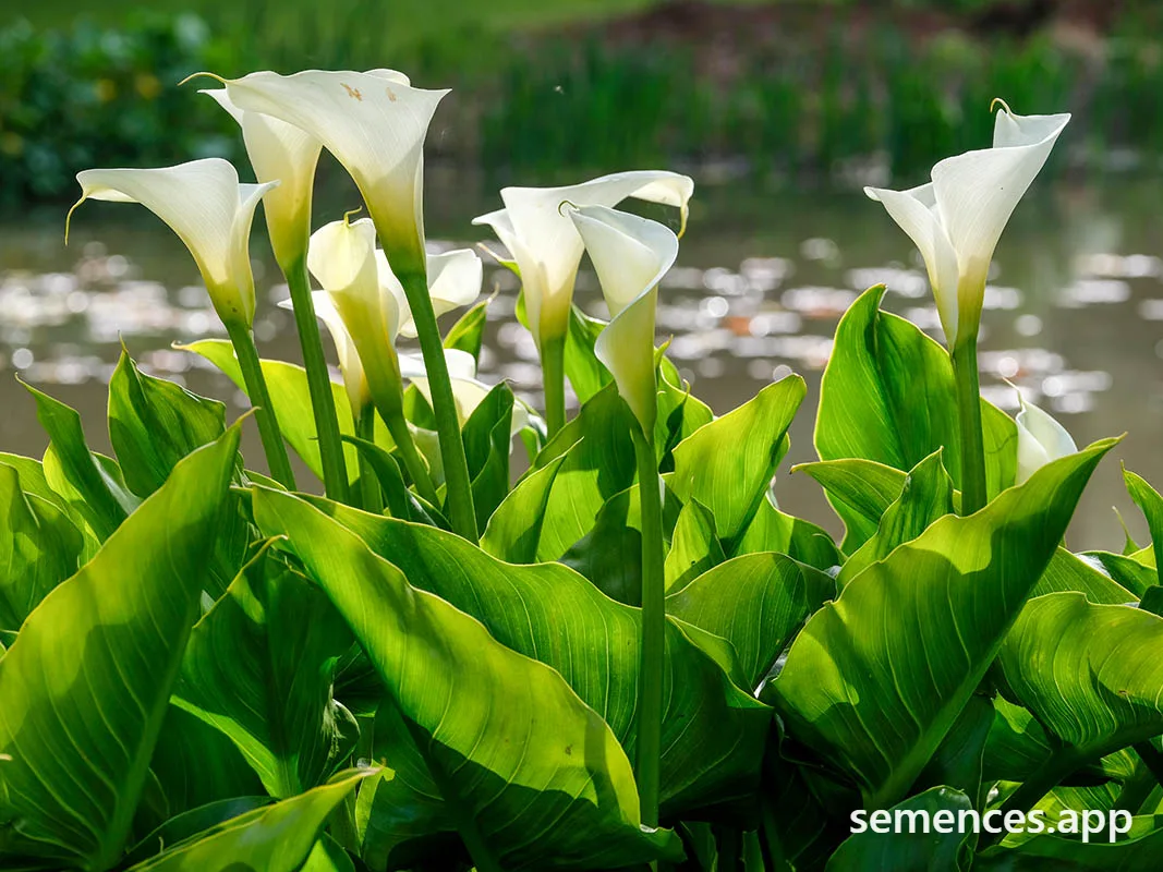 Arum D'Éthiopie
