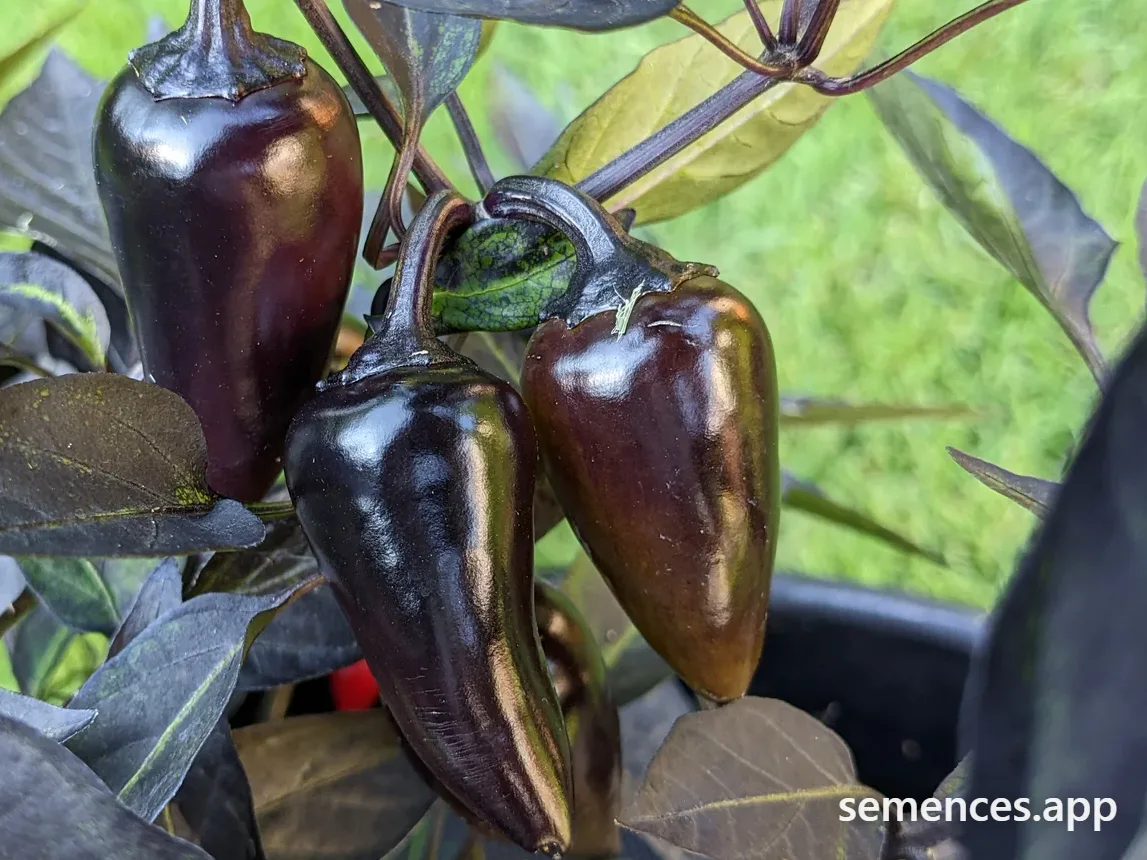 Graines de Piment comte dracula