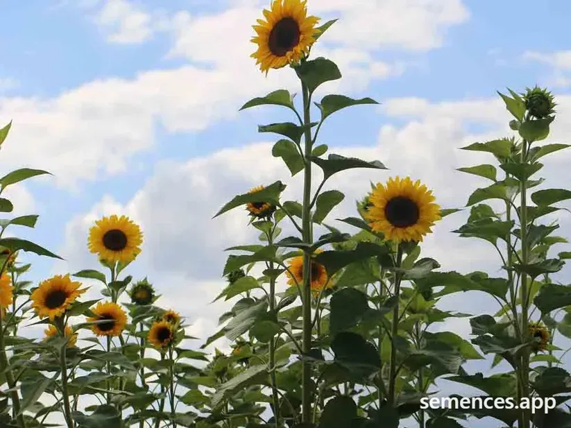 Tournesol Géant