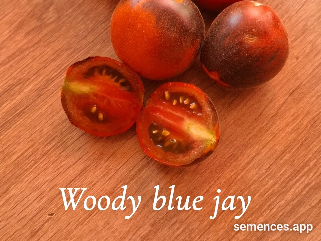 Graines de Woody blue jay