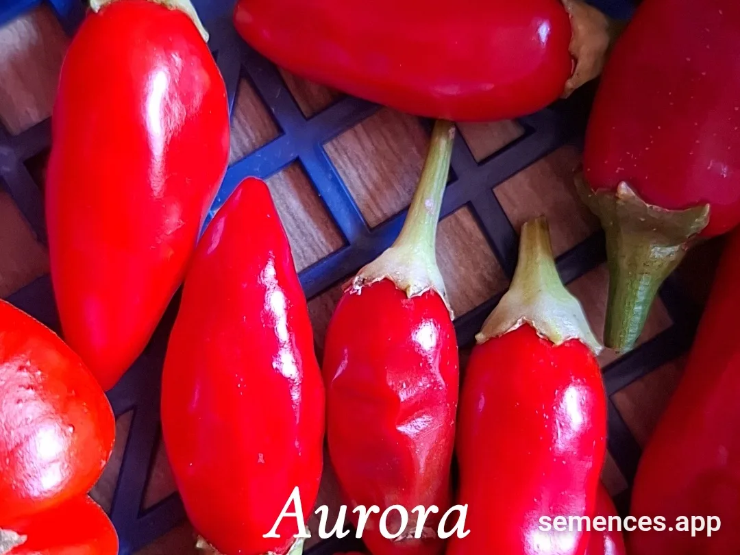 Graines de Aurora