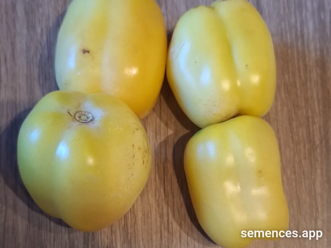 Tomate Douchoua yellow pepper