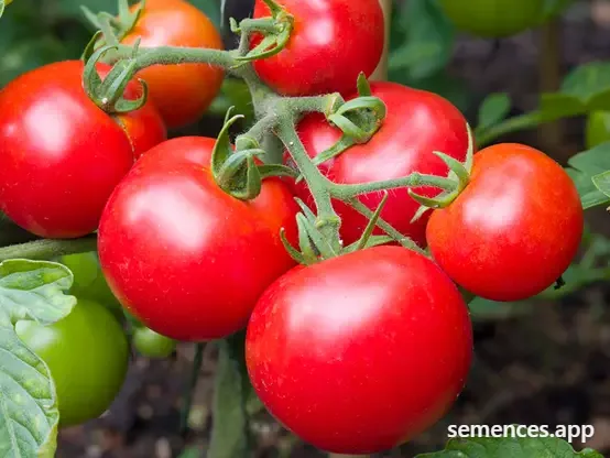 Tomate Moneymaker