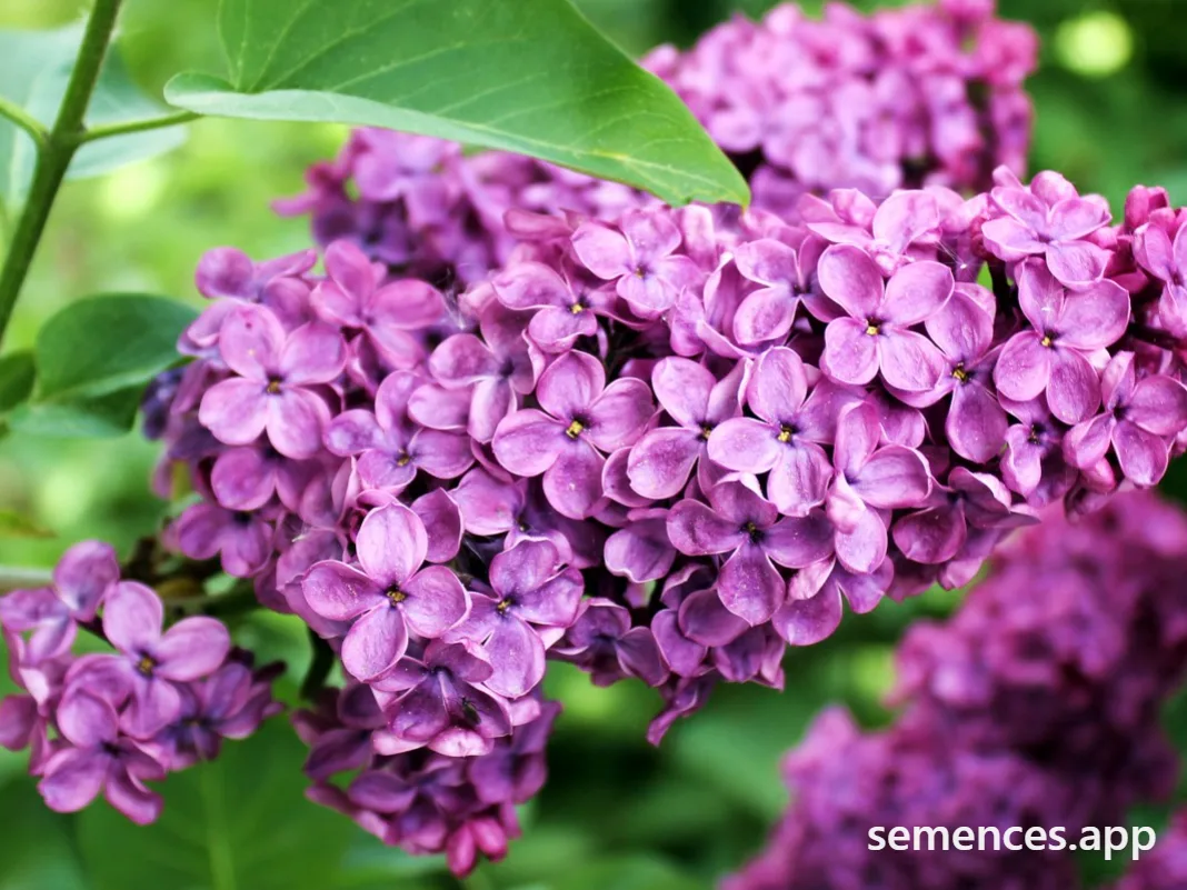 Lilas Commun