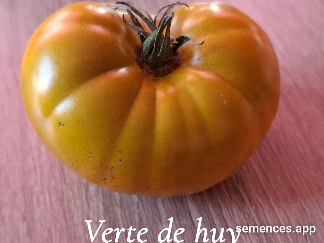 Graines de Verte de huy