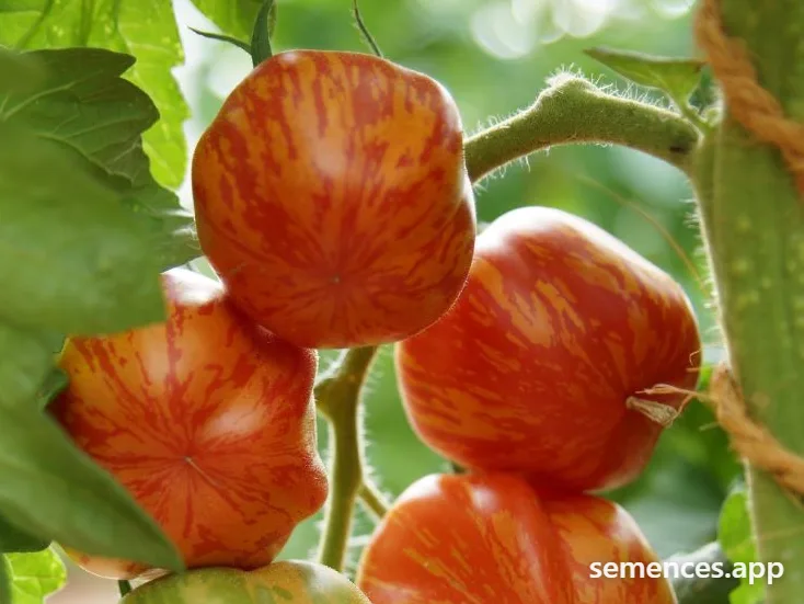 Tomate Culotte Suisse