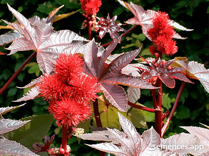 Graines de Rouge