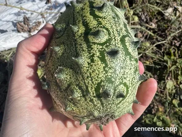 Kiwano Cornu d'Afrique