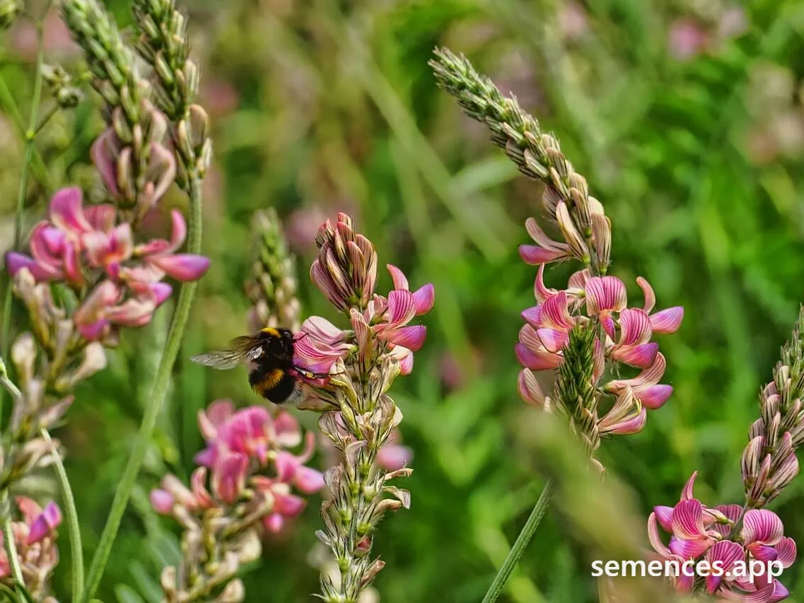 Sainfoin Commun