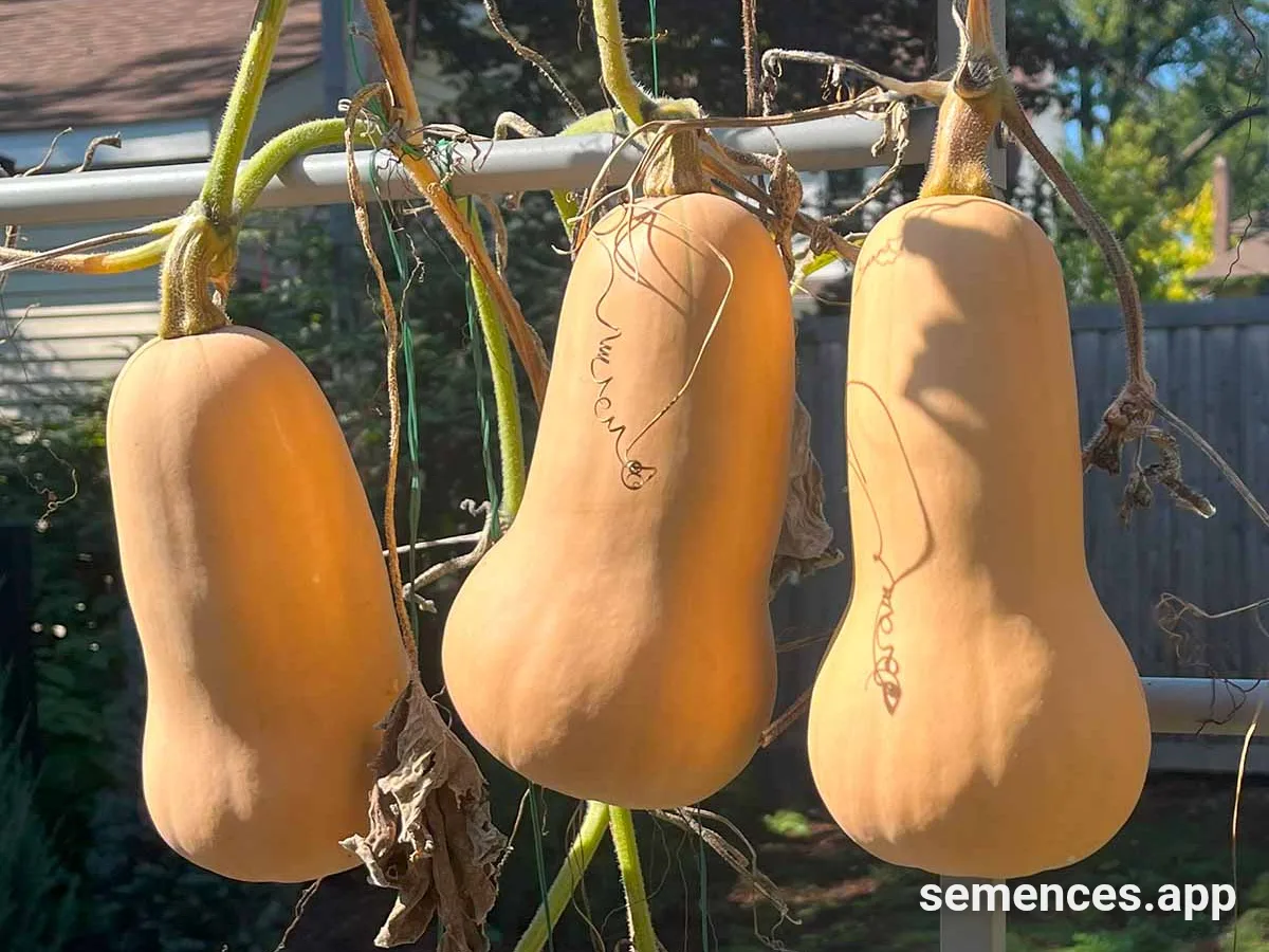 Graines de Butternut
