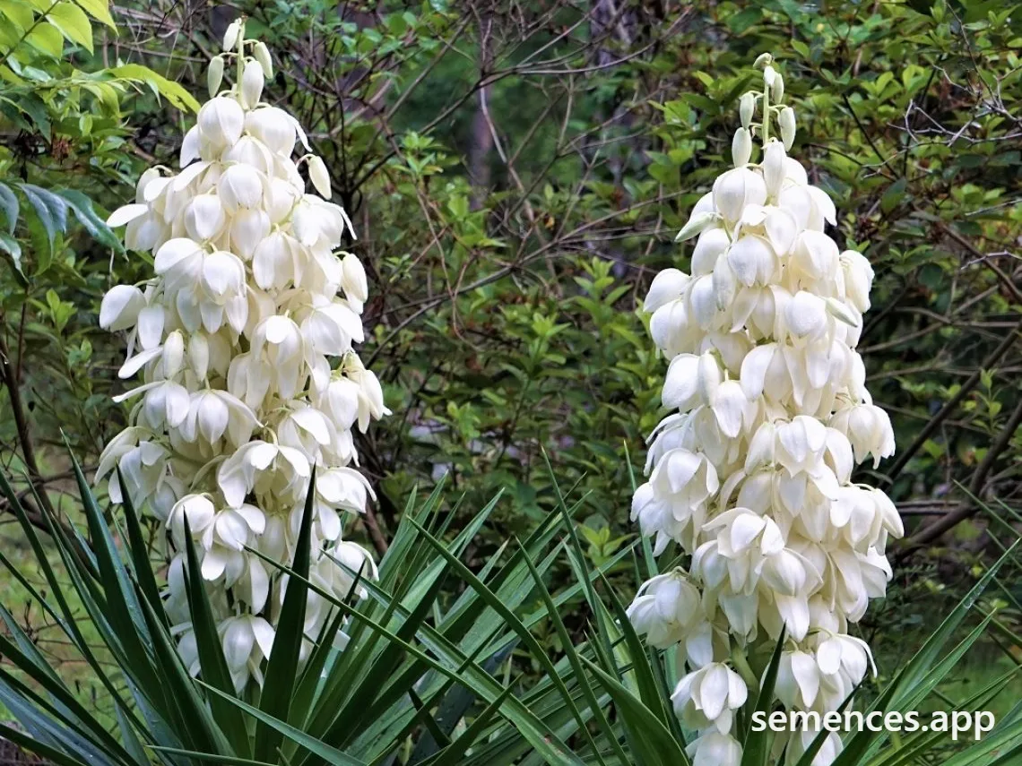 Yucca Filamenteux