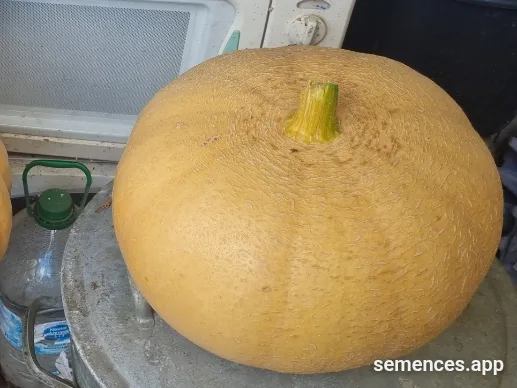 Graines de Gros jaune de Paris