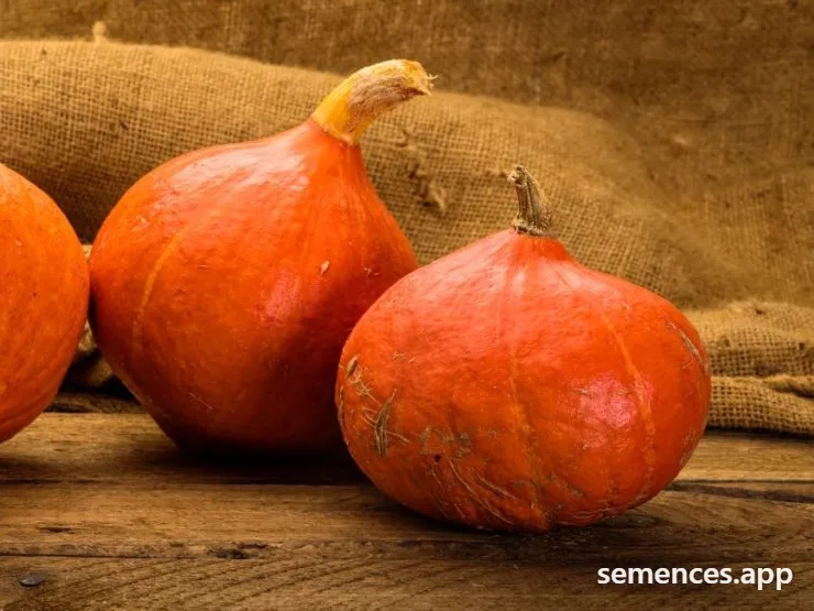 Graines de Red Kuri