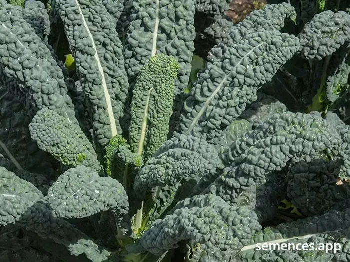 Chou frisé (Kale) Frisé noir de toscane