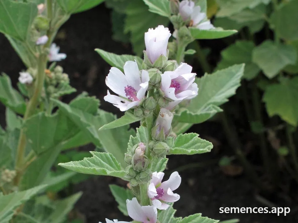 Guimauve Officinale