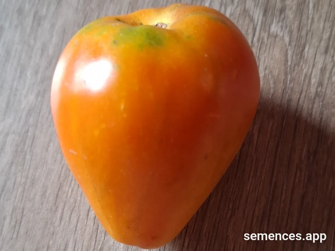 Graines de Coeur de zèbre
