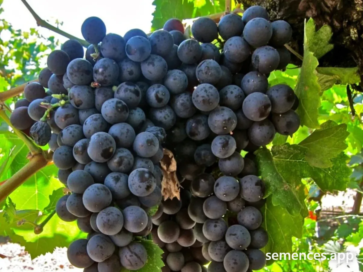 Vigne Muscat de Hambourg