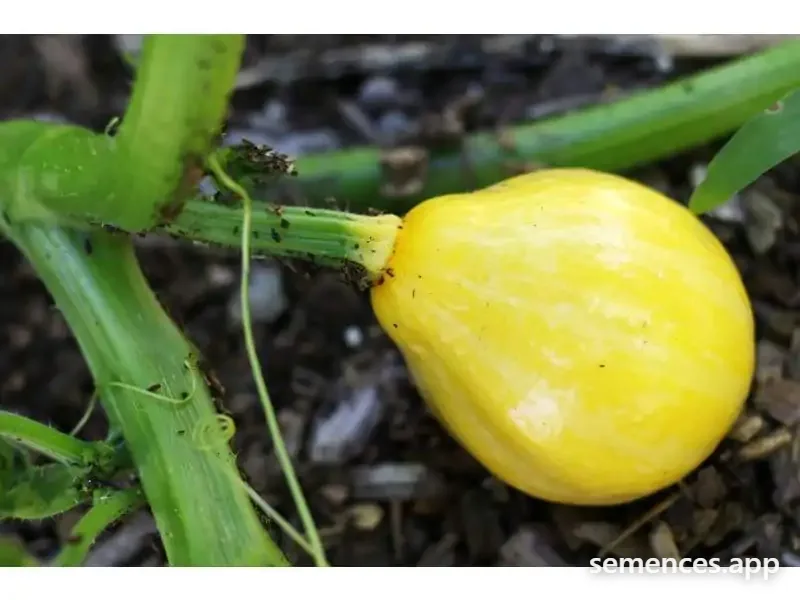 Courgette Lemon Squash