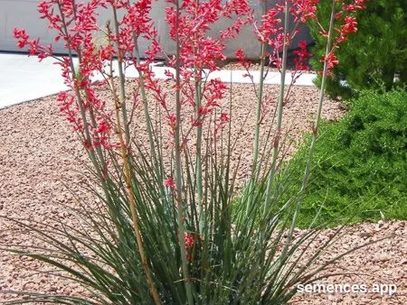 Graines de Yucca a fleur Rouge.