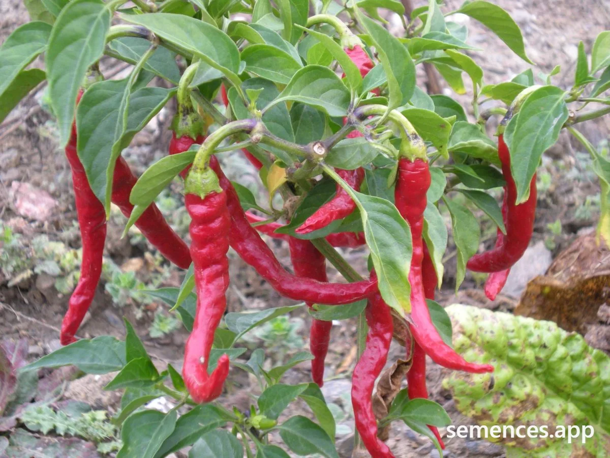 Graines de De Cayenne