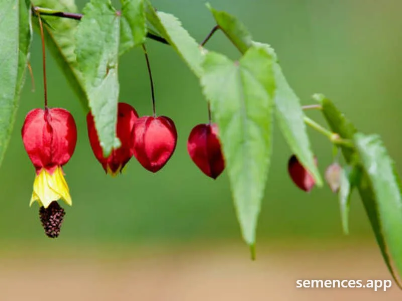 Abutilon Lanterne chinoise