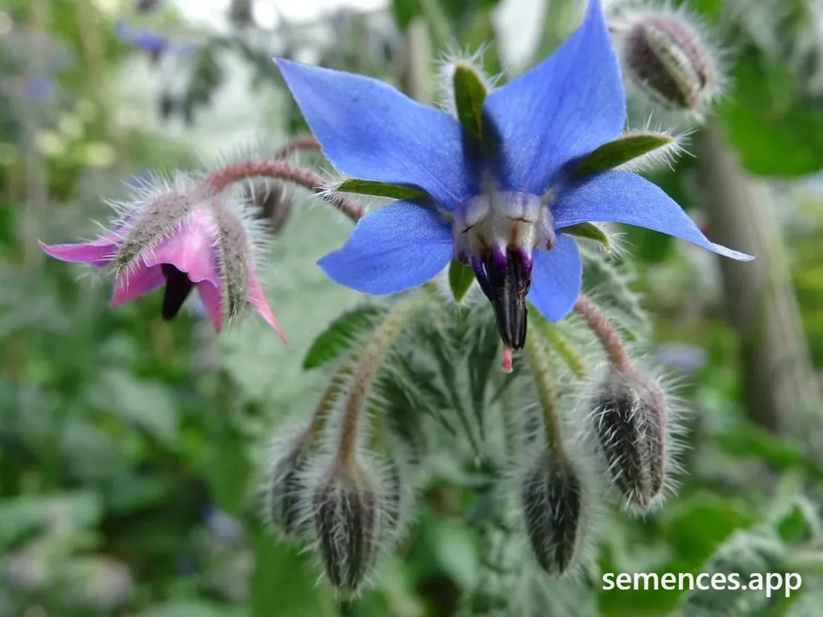 Graines de Officinale