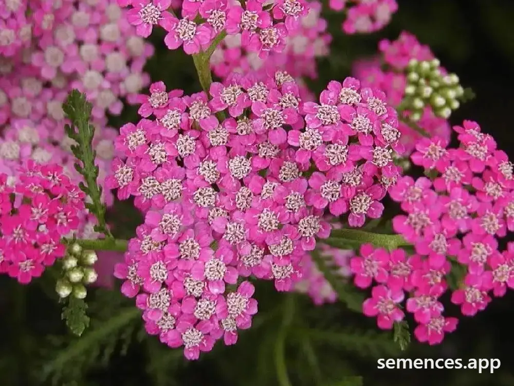 Achillée Cerise Queen