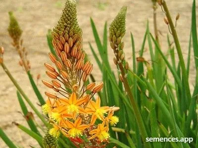Bulbine Plante miracle