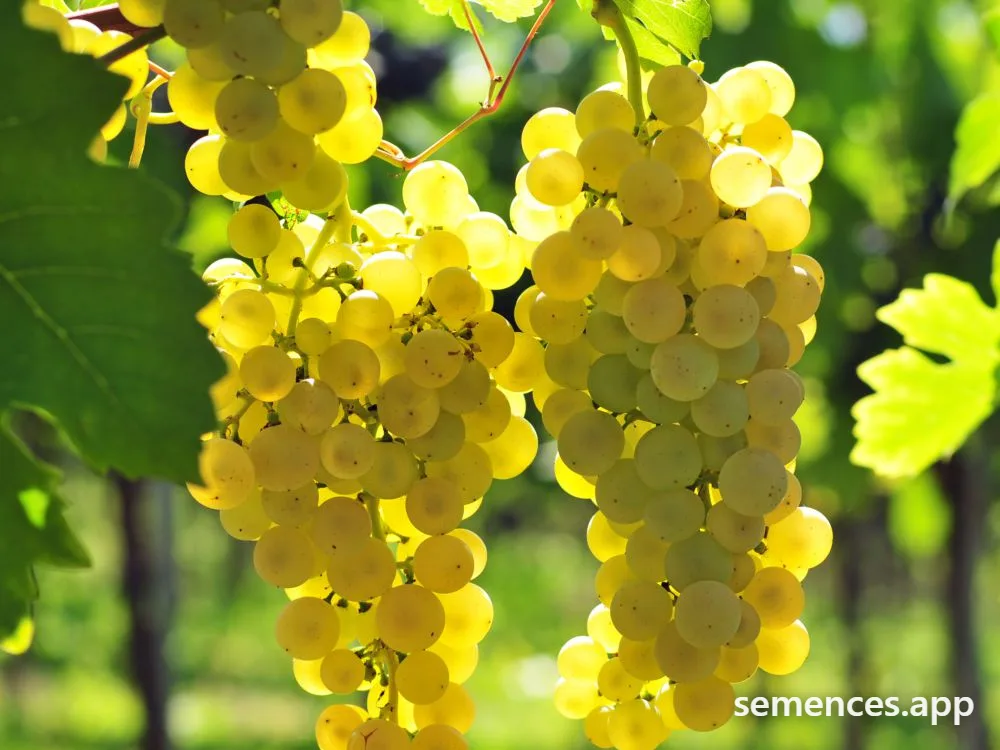 Vigne Chasselas doré