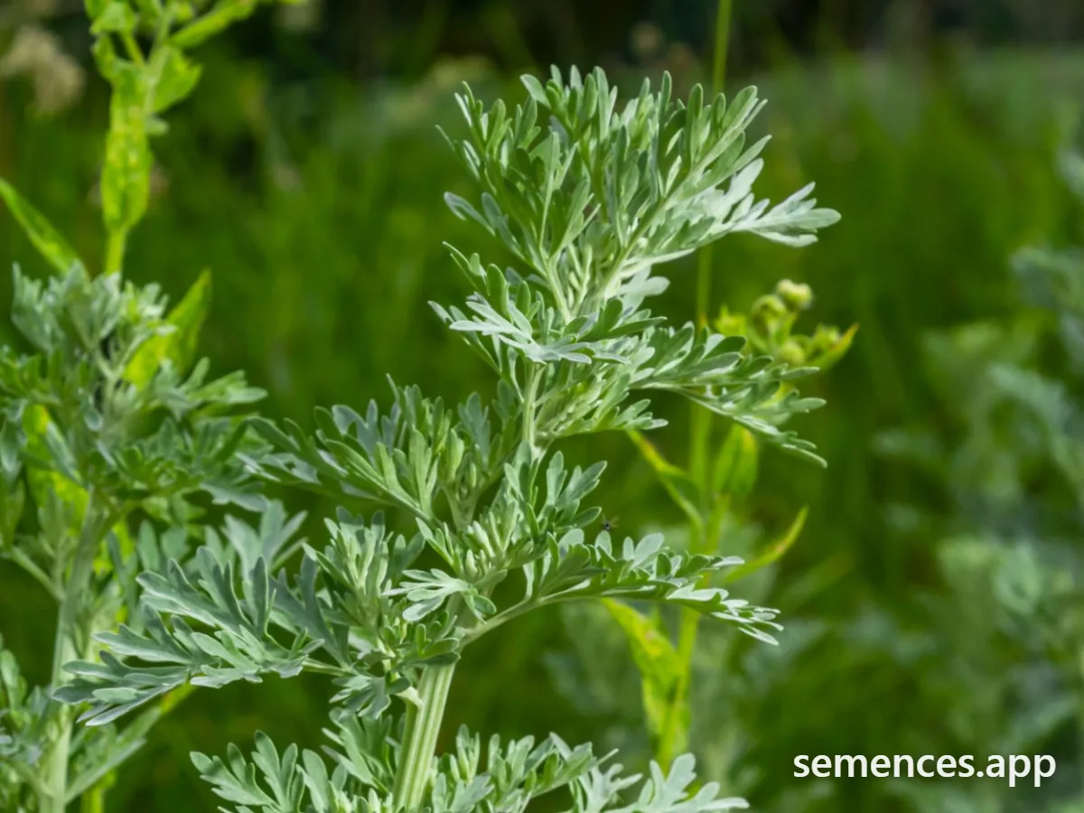 Graines de Absinthe (Artemisia Absinthium)