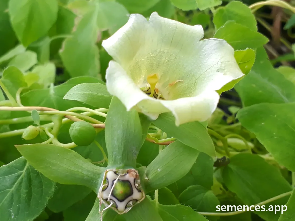 Codonopsis Dang Shen
