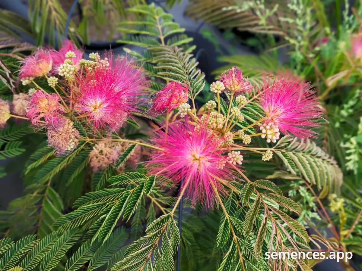 Albizia Arbre à soie