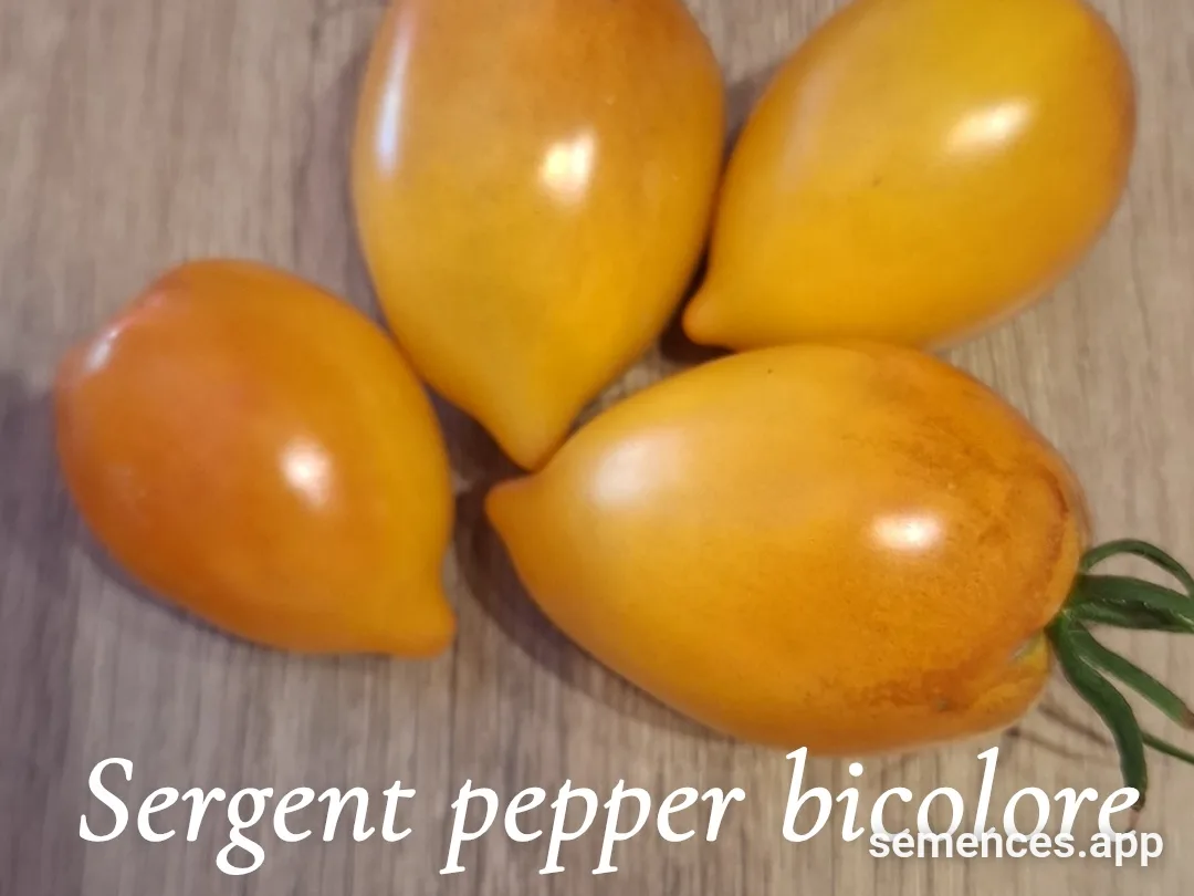Graines de Sergent pepper bicolore
