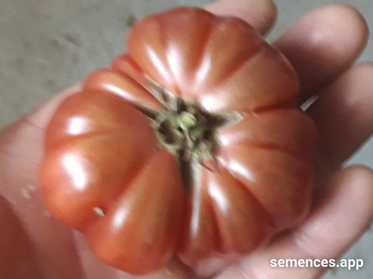 Graines de Tomate purple calabash