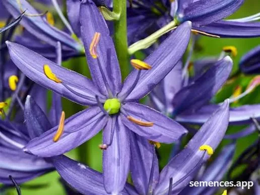 Jacinthe des Indiens Camassia