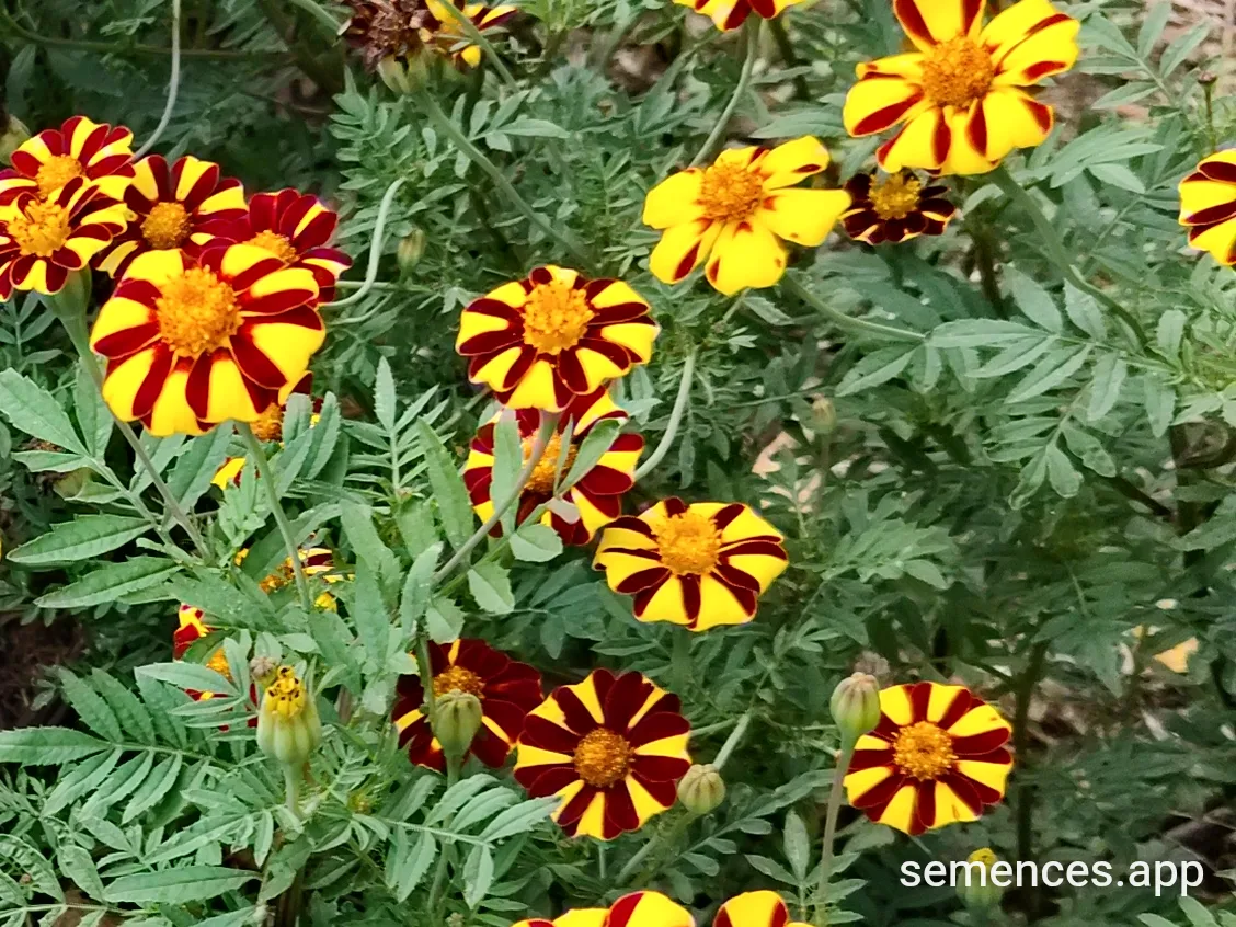 Graines de Double Pinwheel