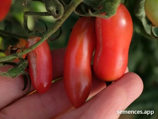 Tomate Coucougnette de Vendée