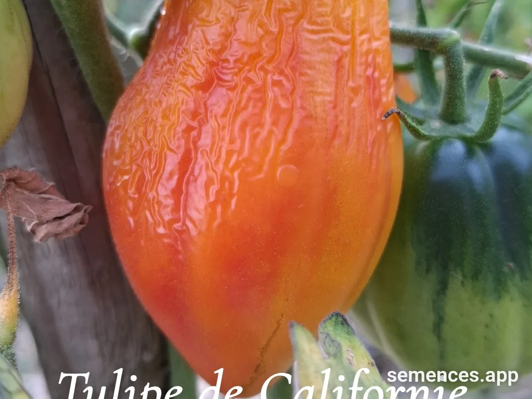 Graines de Tulipe de Californie
