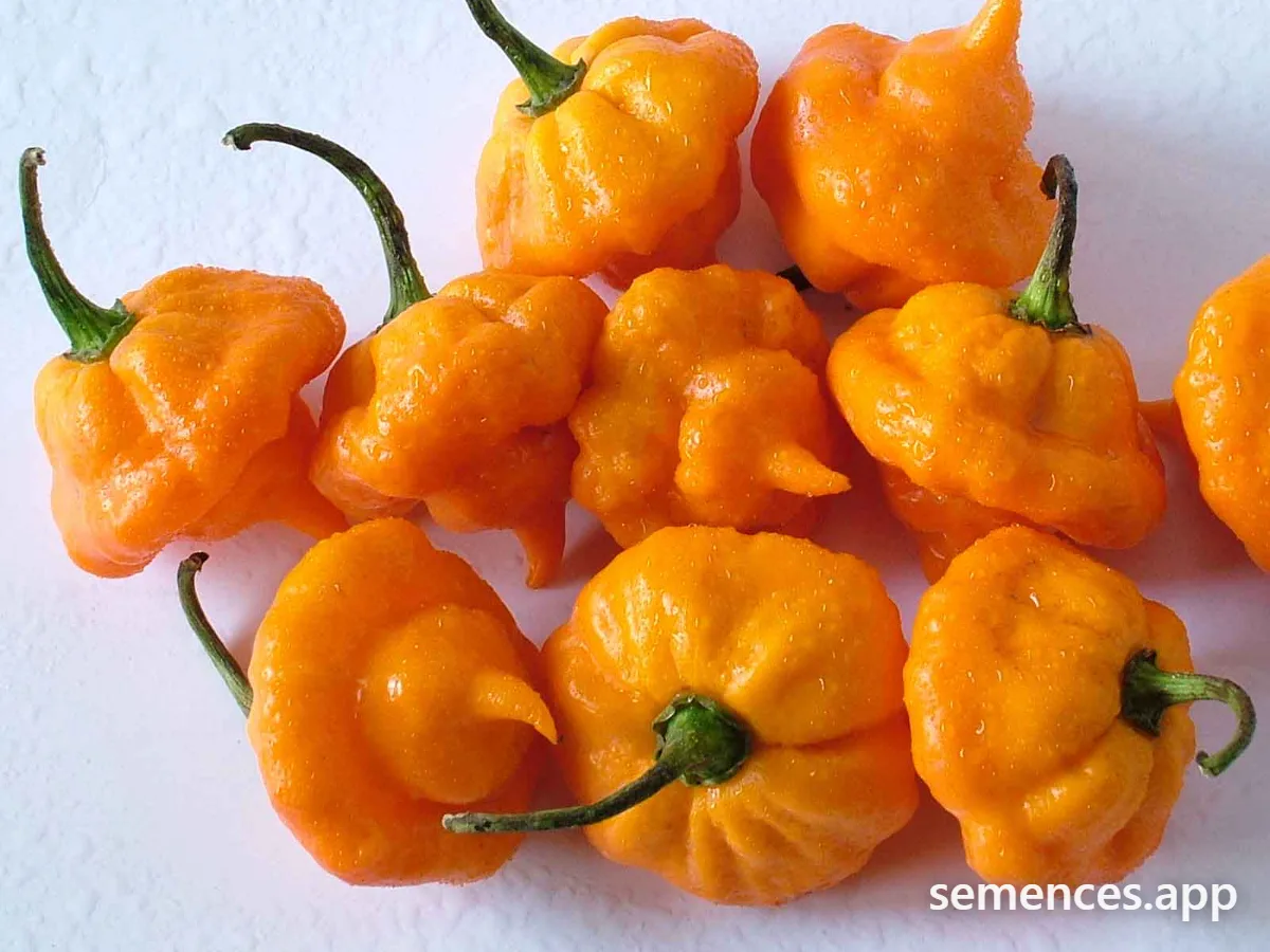 Graines de Jamaican yellow pepper