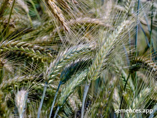 Triticale De printemps