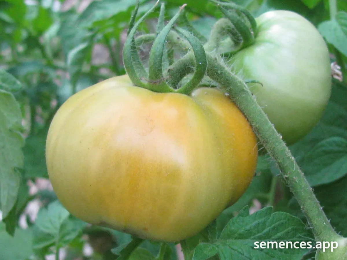 Tomate Golden Jubilee