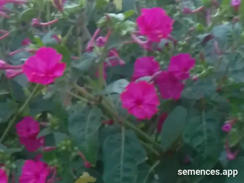 Graines de A fleurs fushia