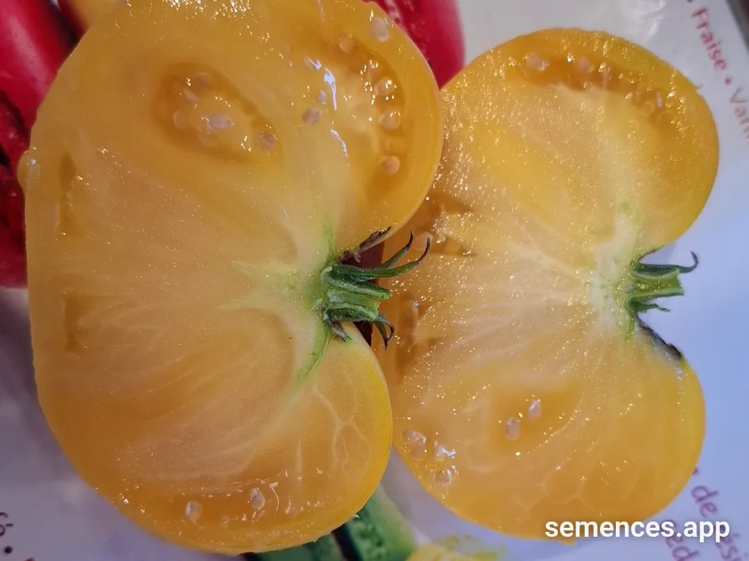 Tomate Dagma perfection