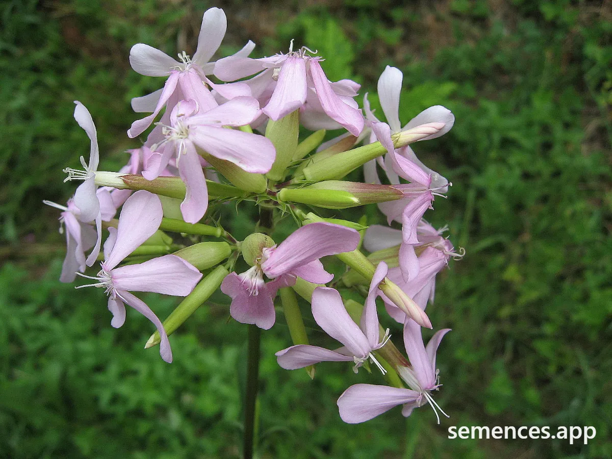 Saponaire Officinale