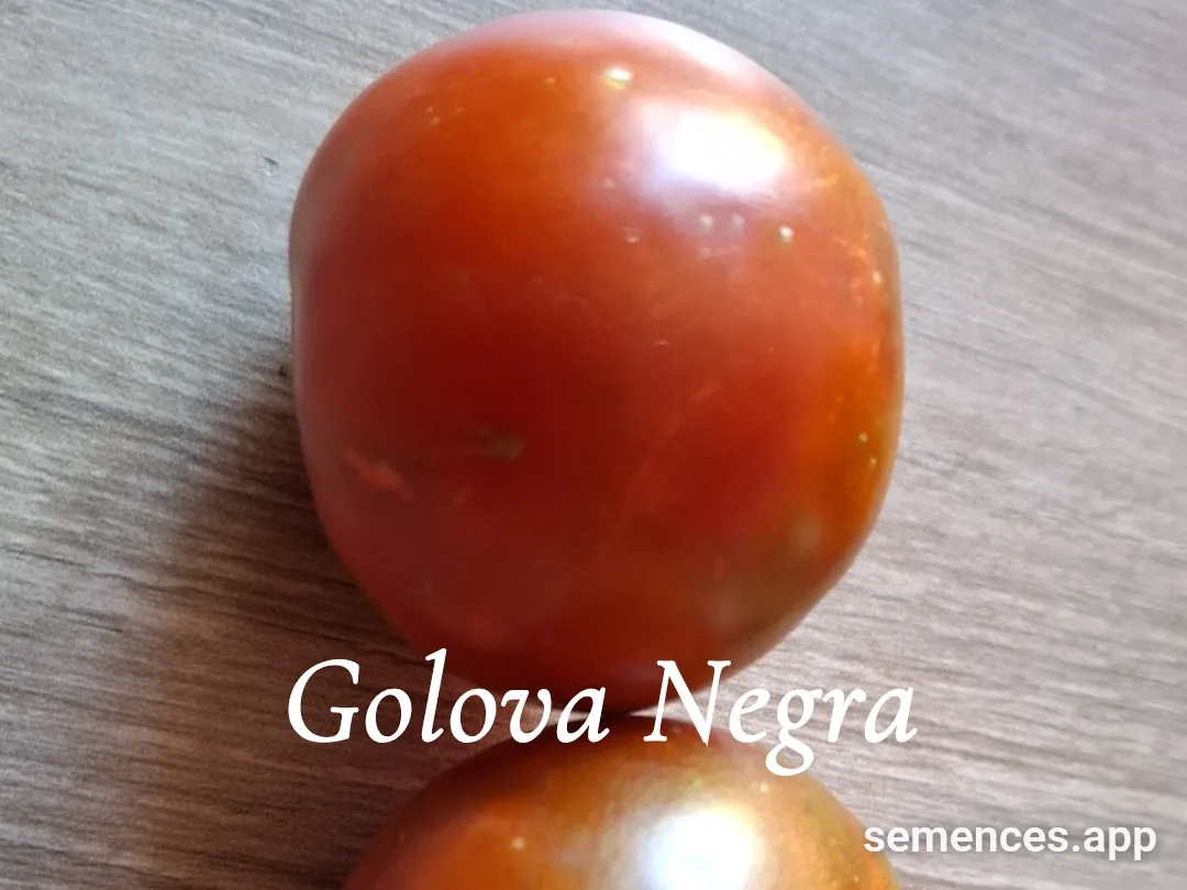 Graines de Golova negra