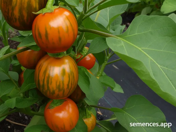 Graines de Aubergine rouge de Turquie