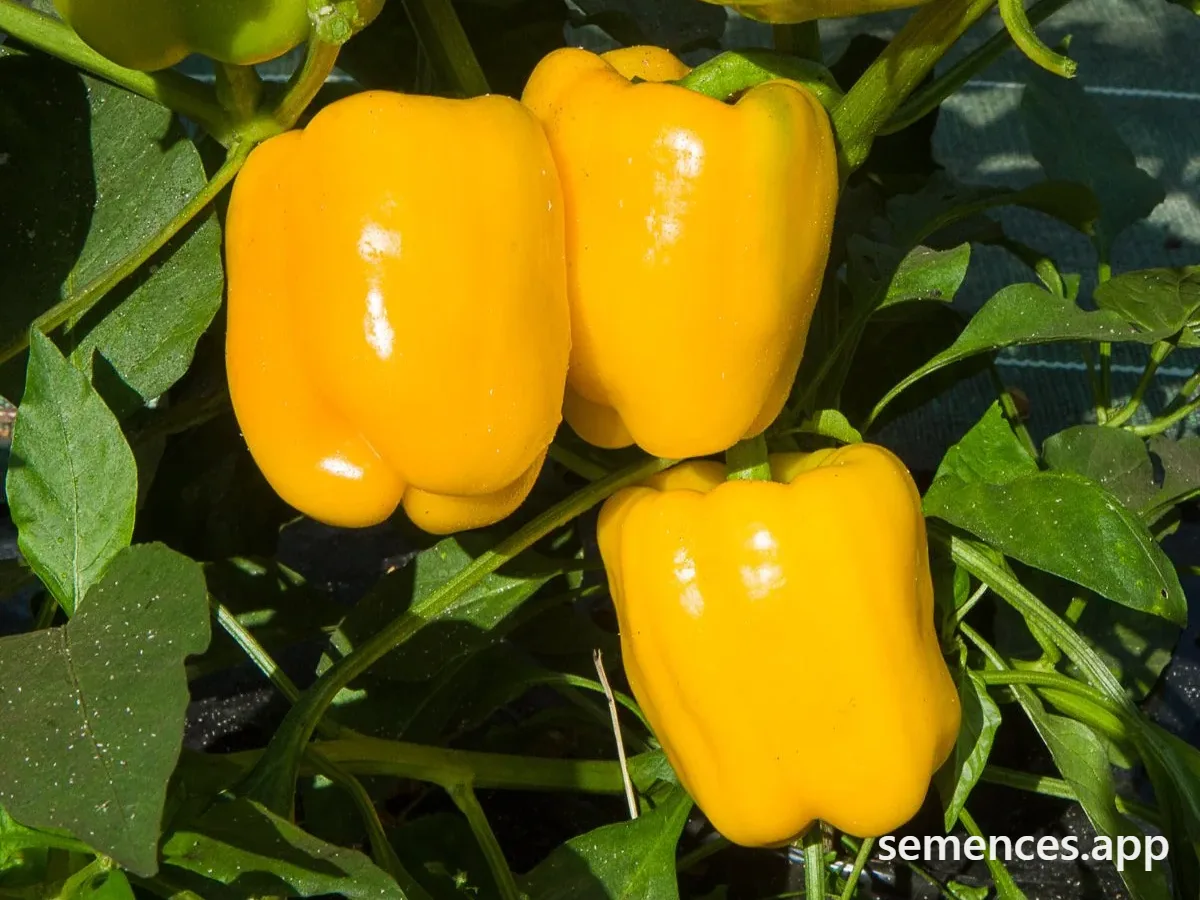 Graines de Poivron jaune