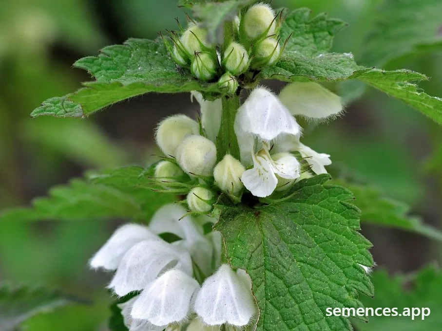 Lamier Blanc