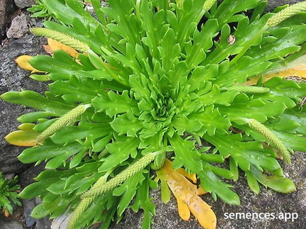 Plantain Corne de cerf