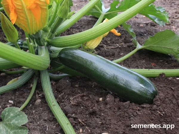 Courgette Black Beauty